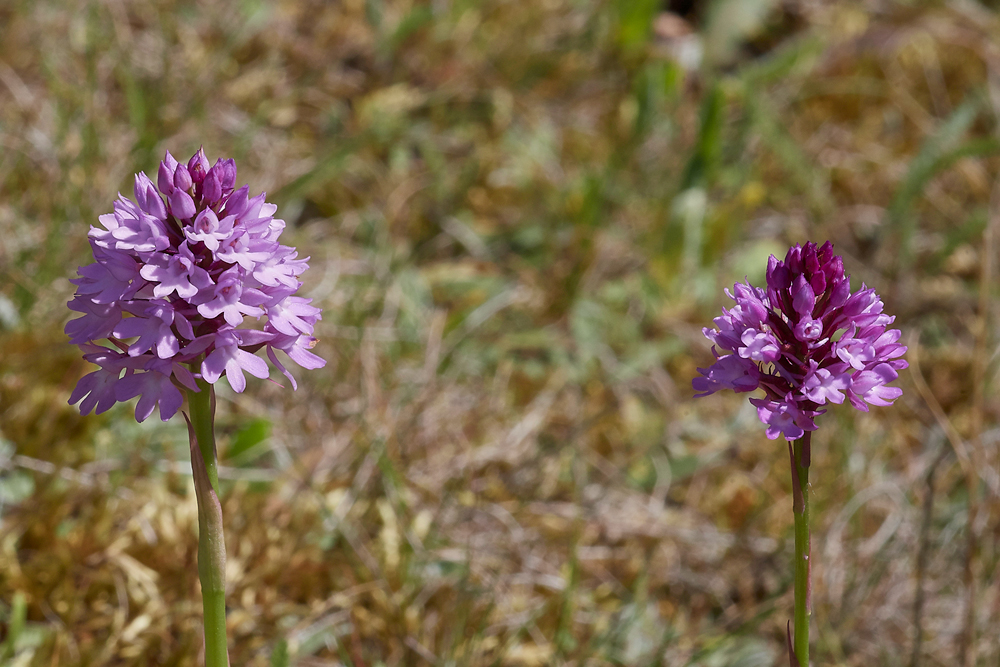 PyramidalOrchid190617-3