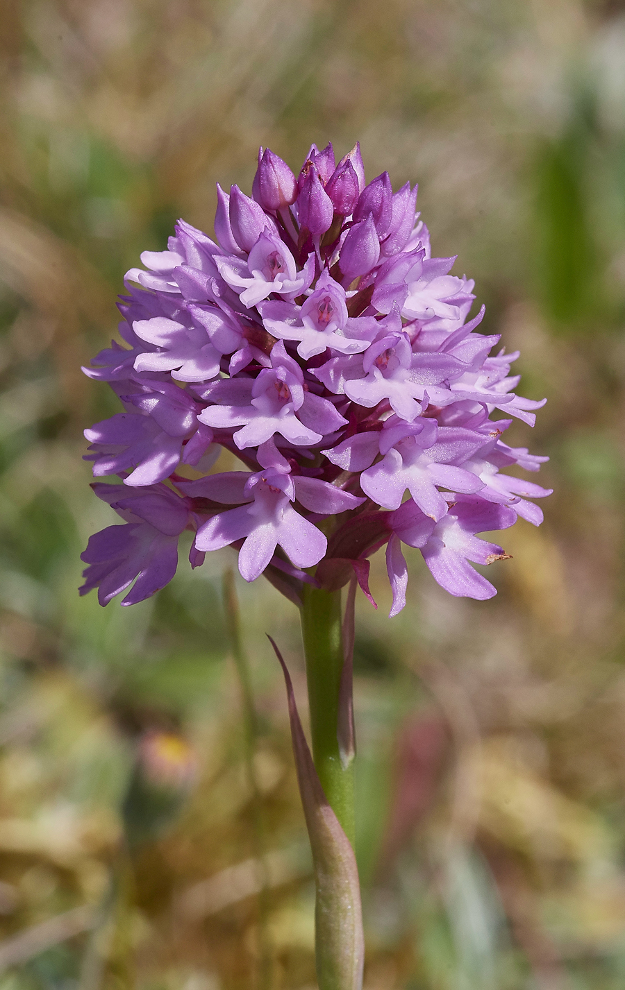 PyramidalOrchid190617-4