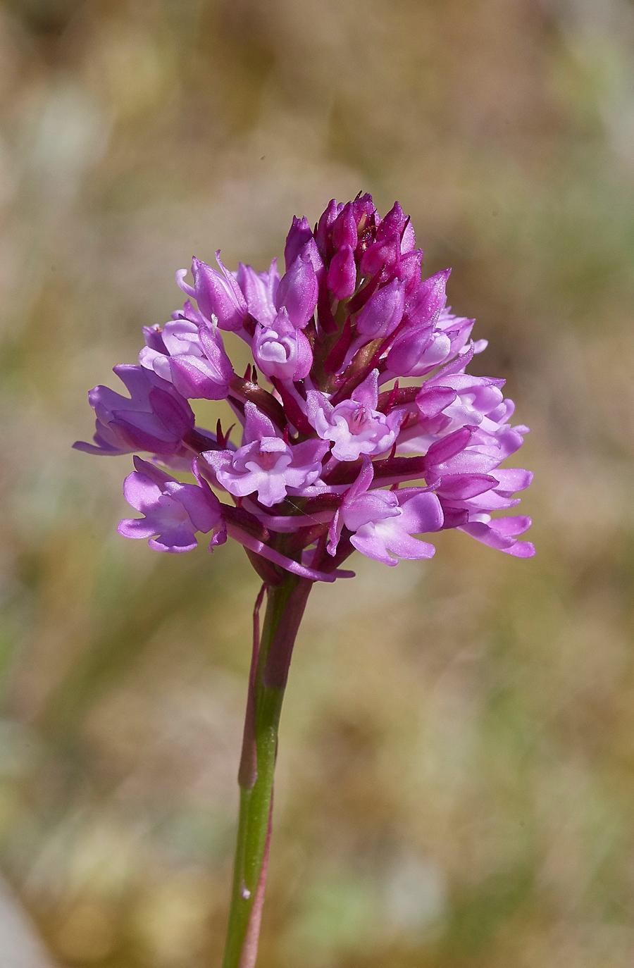 PyramidalOrchid190617-5