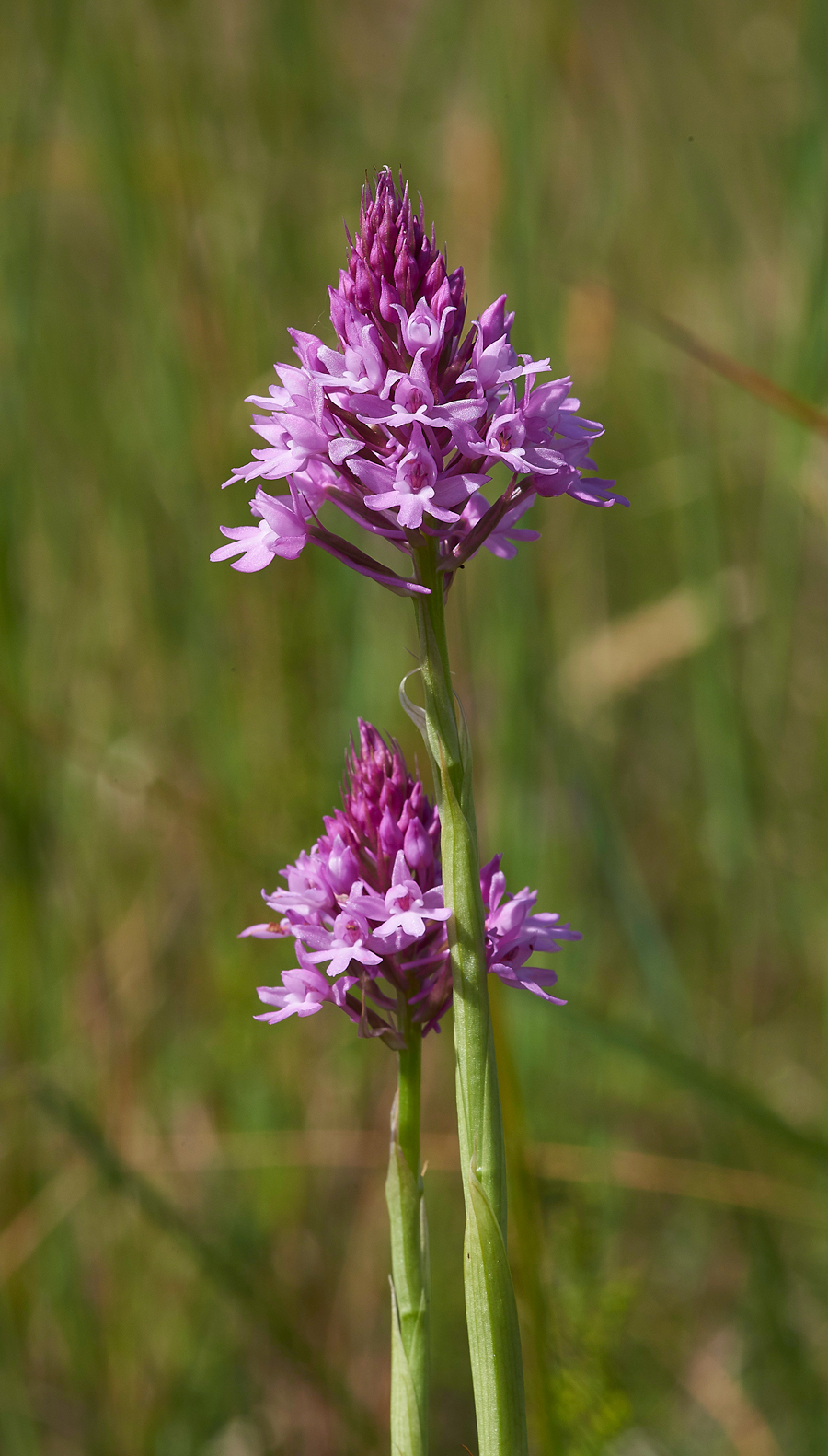 PyramidalOrchid260617