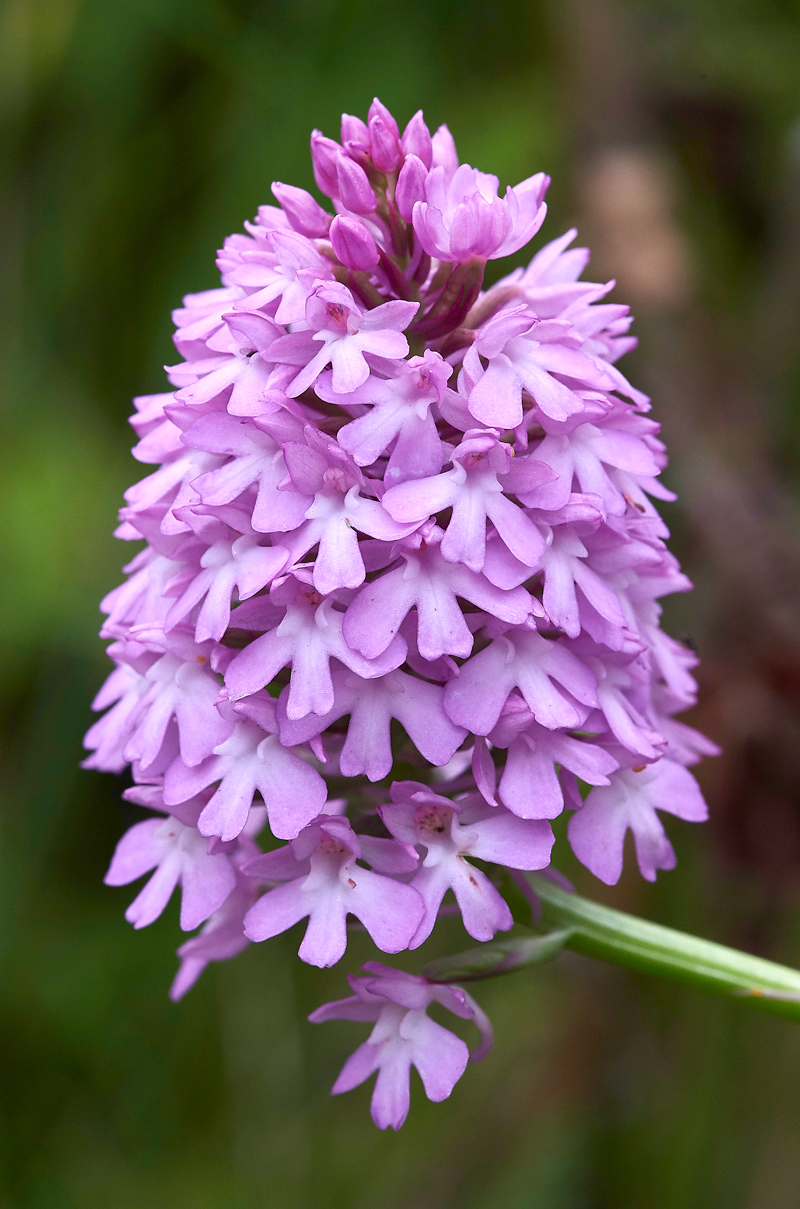 PyramidalOrchid300617-1