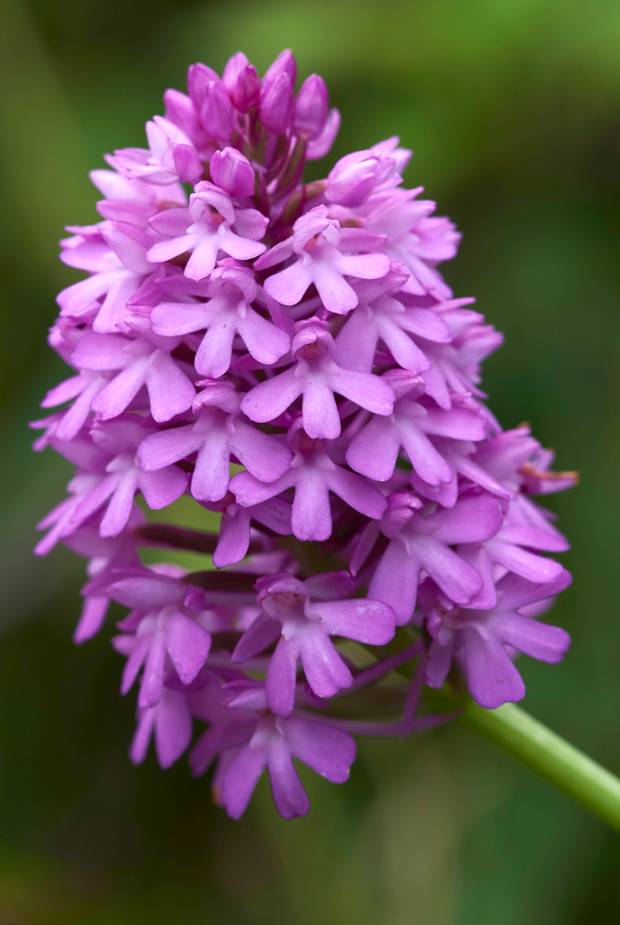 PyramidalOrchid300617-2