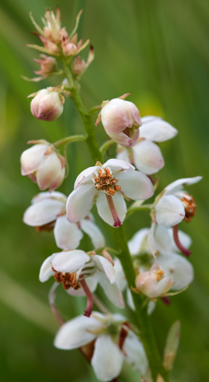 Pyrola130617-1