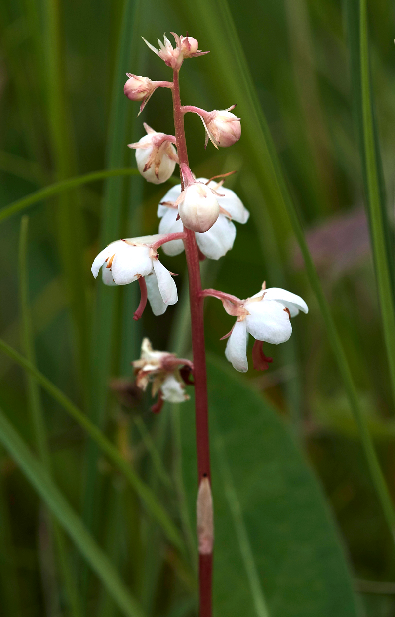 Pyrola130617-2