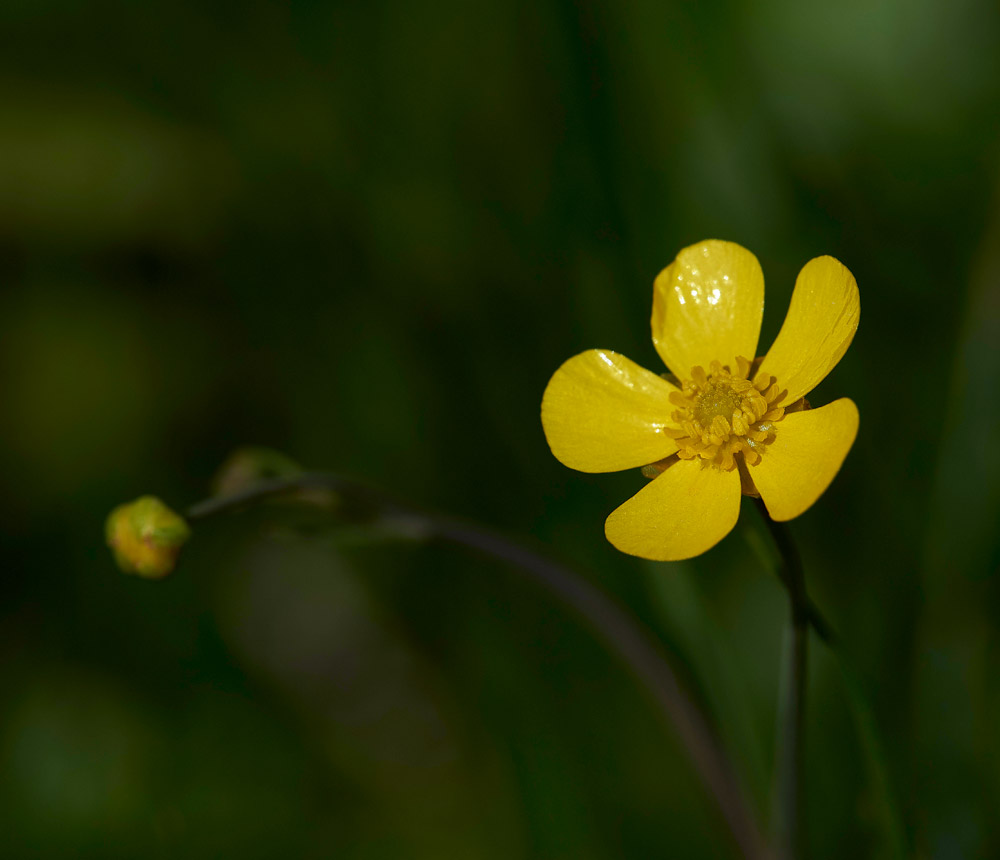 Ranunculus010617-1