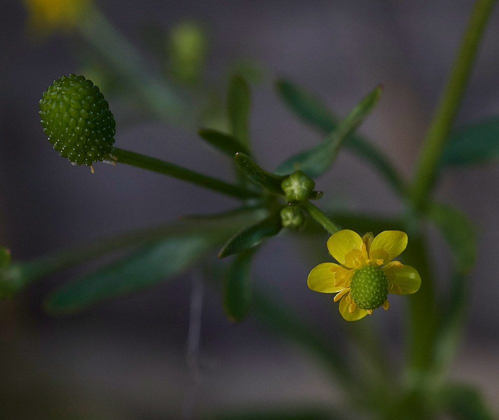 Ranunculus3040171