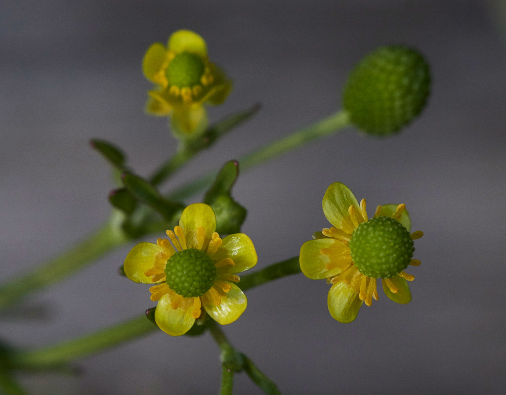 Ranunculus3040172