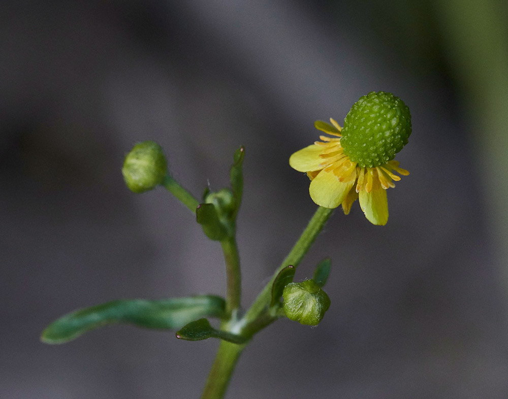 Ranunculus3040173