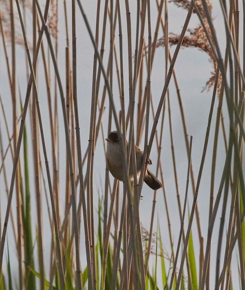 ReadWarbler3040171