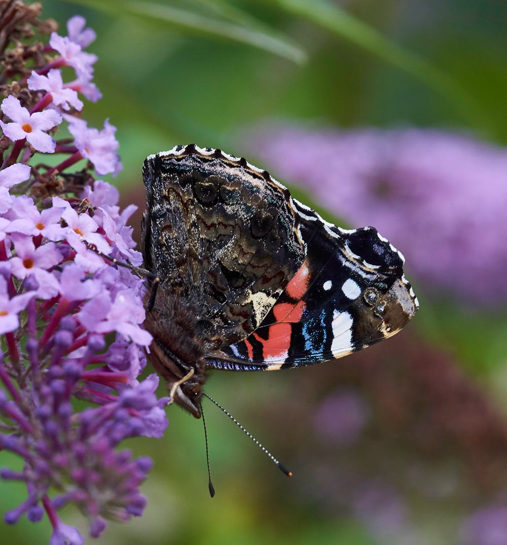 RedAdmiral210717-1