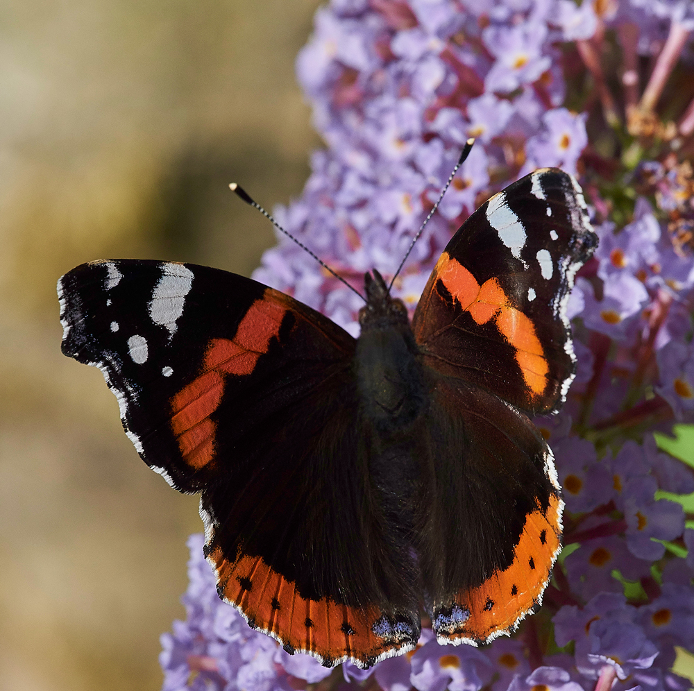 RedAdmiral210717-2