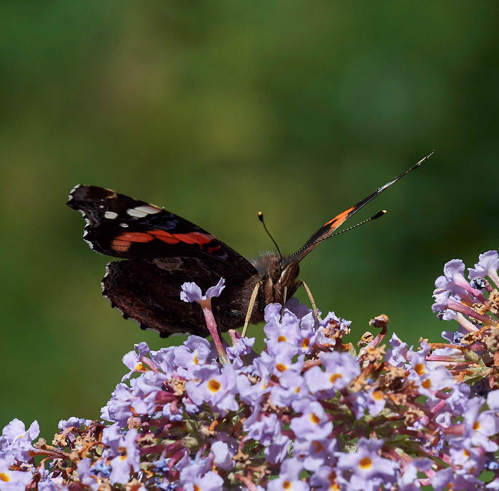 RedAdmiral210717-4