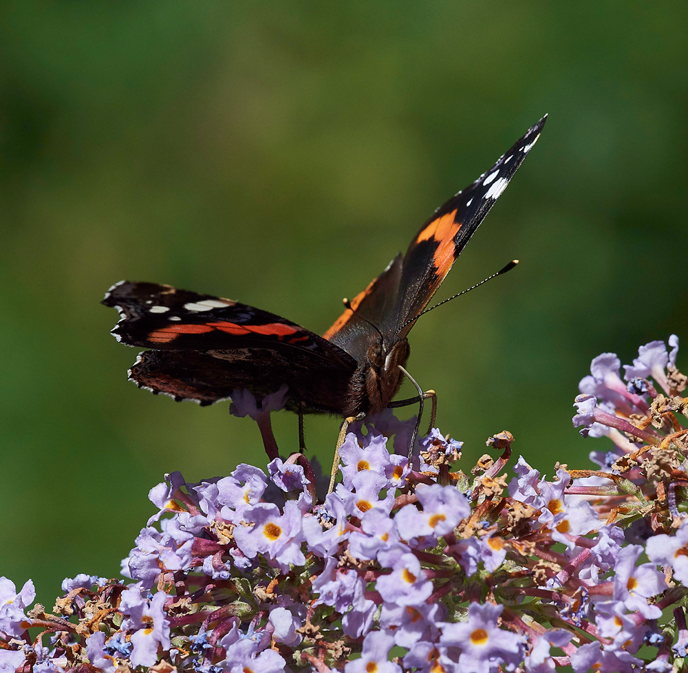 RedAdmiral210717-7