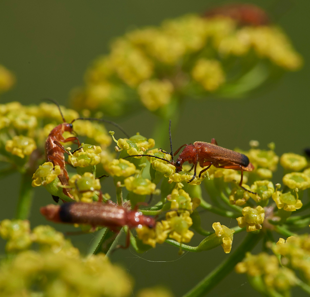 RedBeetle260617-1