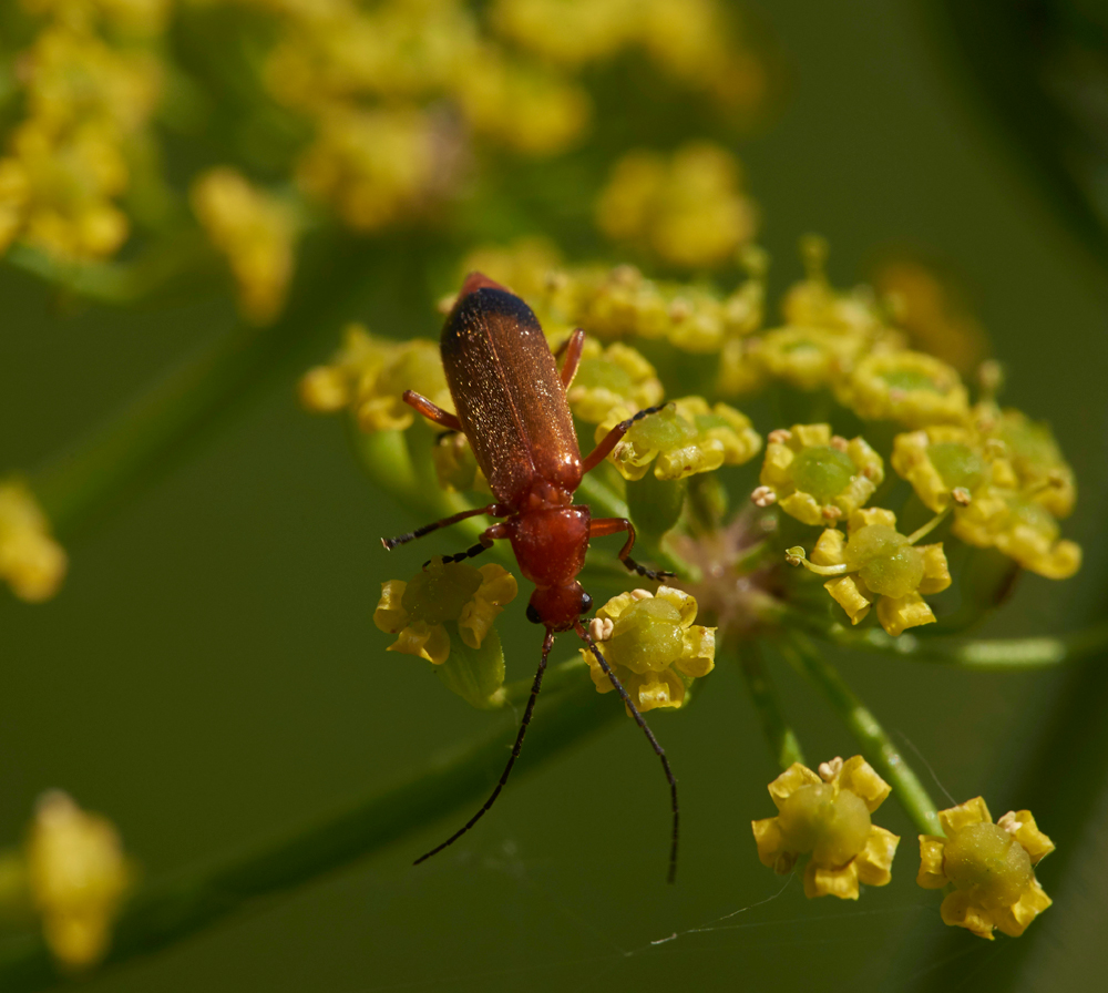 RedBeetle260617-2