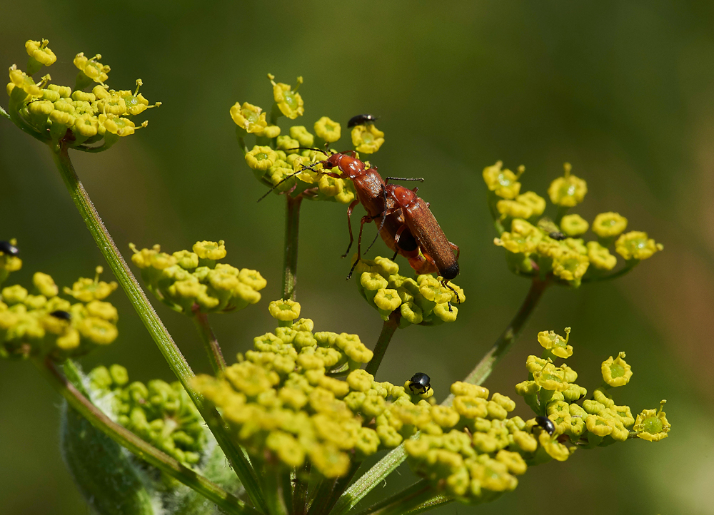 RedBeetle260617-3