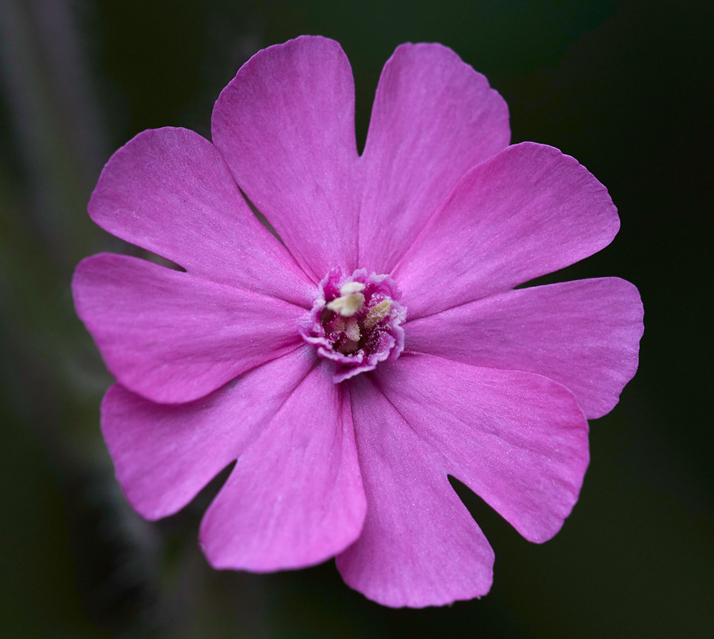 RedCampion0705171