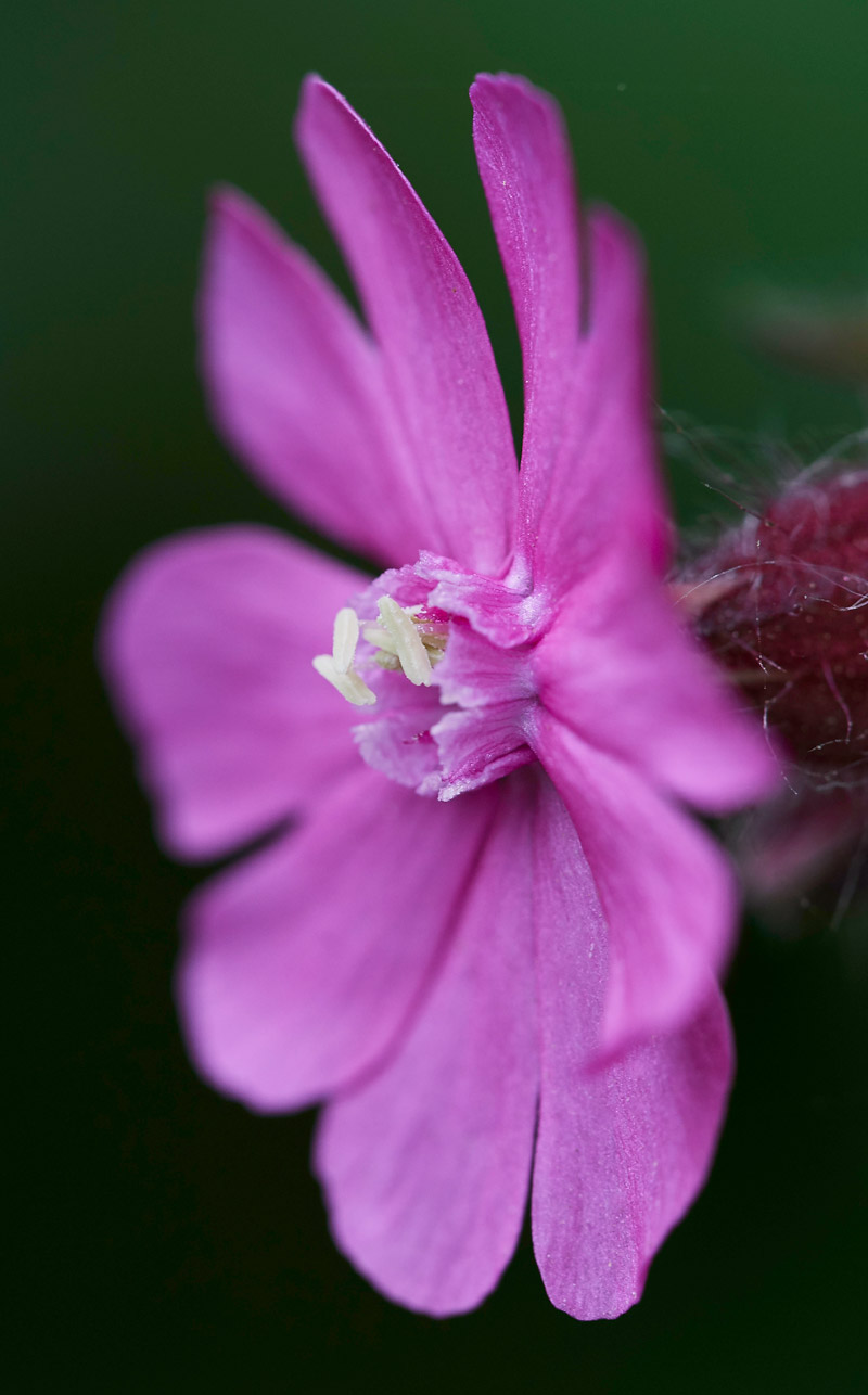 RedCampion0705172