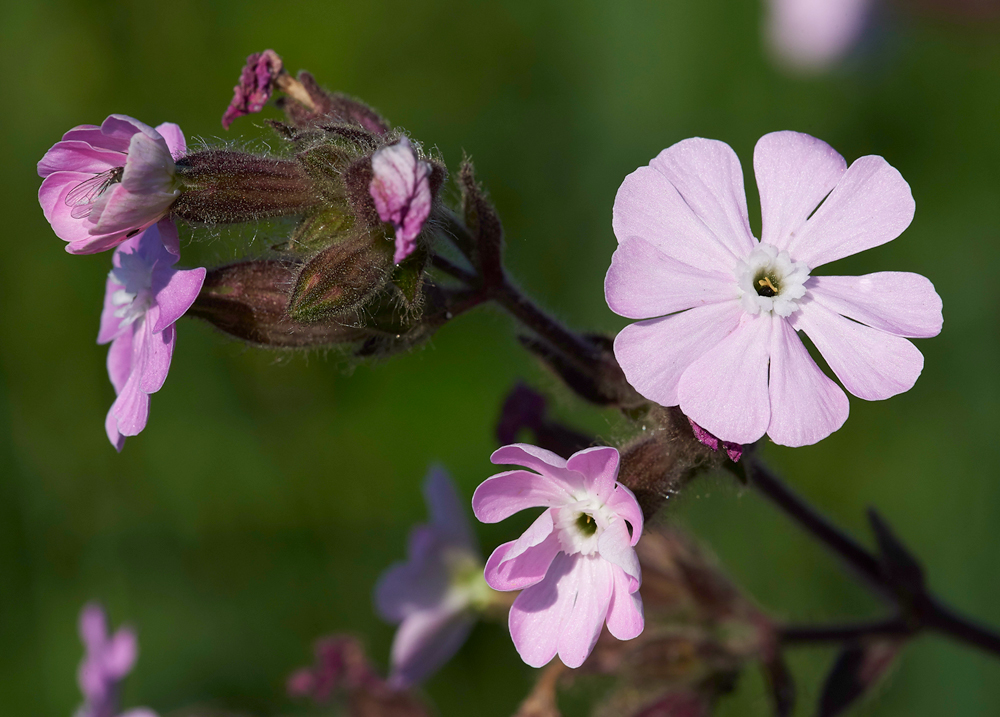 RedCampion170617-1