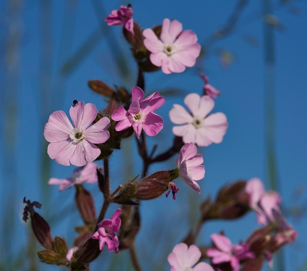 RedCampion170617-2