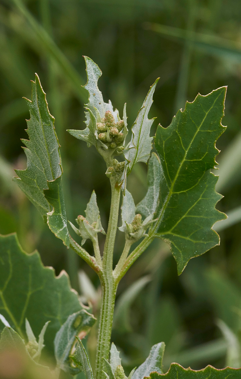 RedGoosefoot030717-1