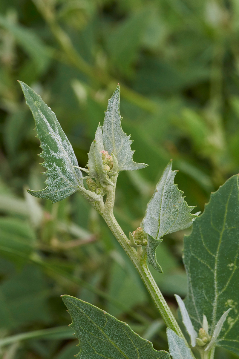 RedGoosefoot030717-2