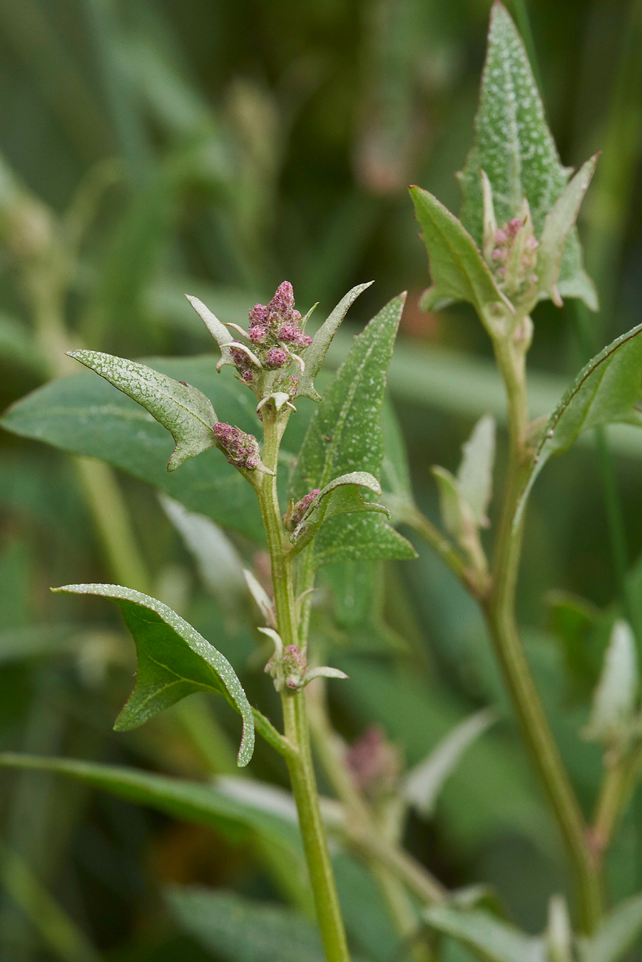 RedGoosefoot030717-3