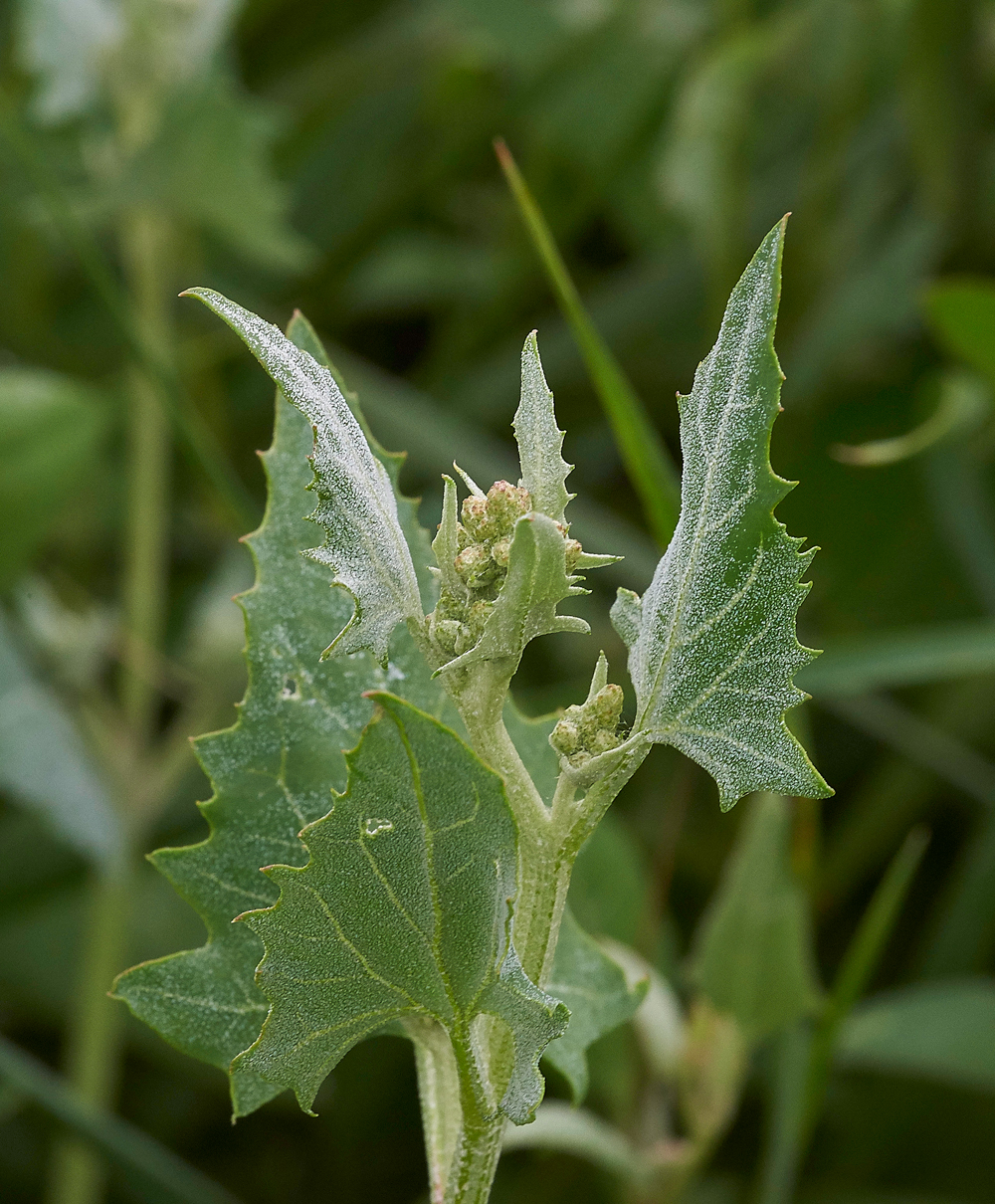 RedGoosefoot030717-4