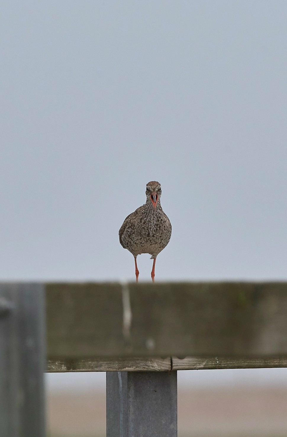 Redshank030717-1