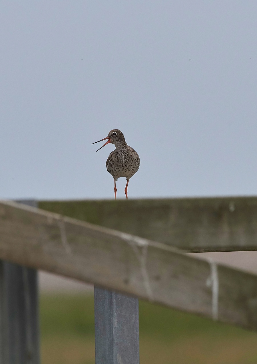 Redshank030717-2