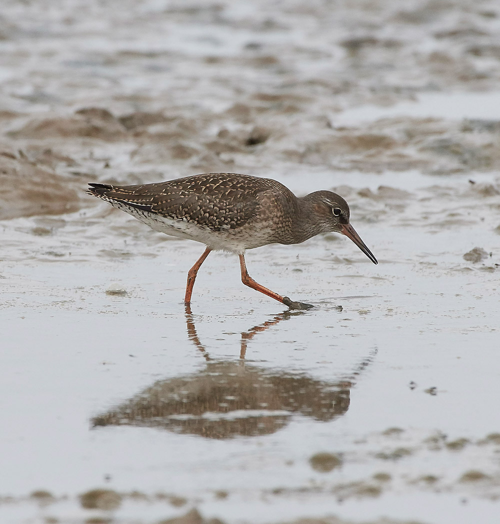 Redshank160817-1