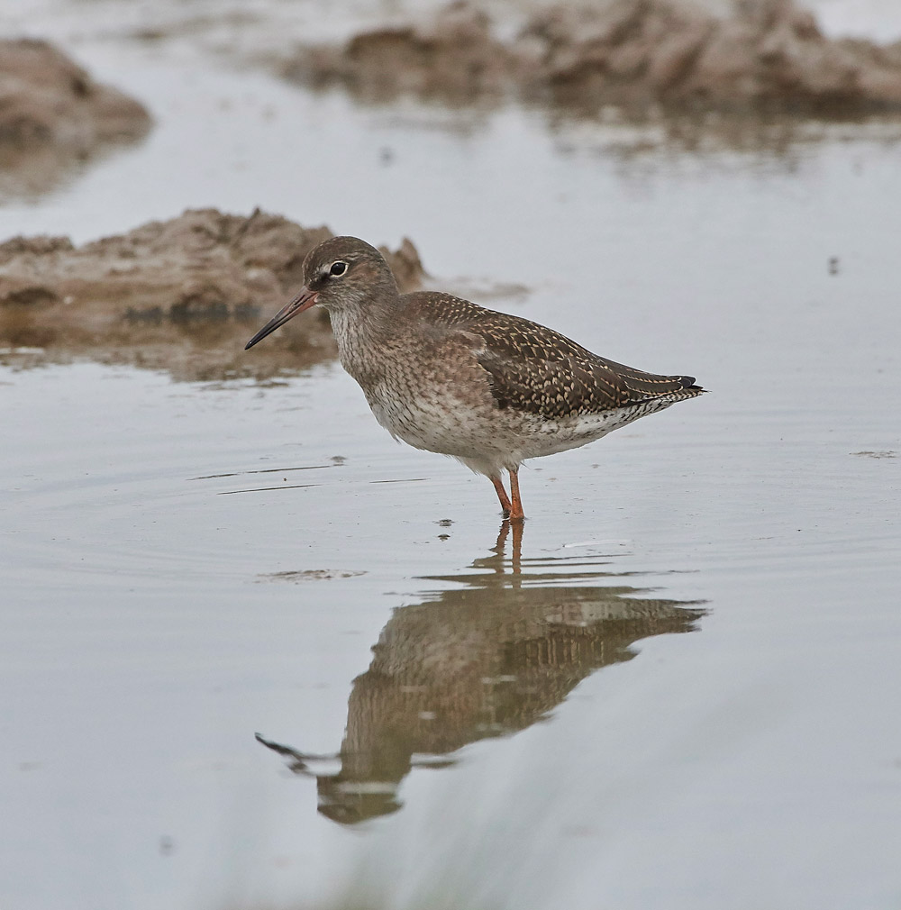 Redshank160817-2