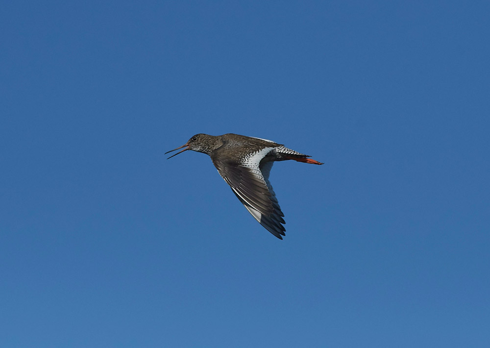 Redshank260517-1