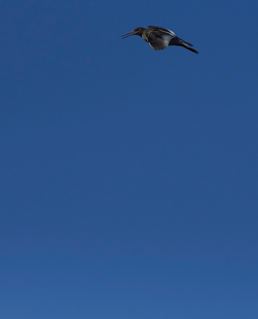 Redshank260517-2