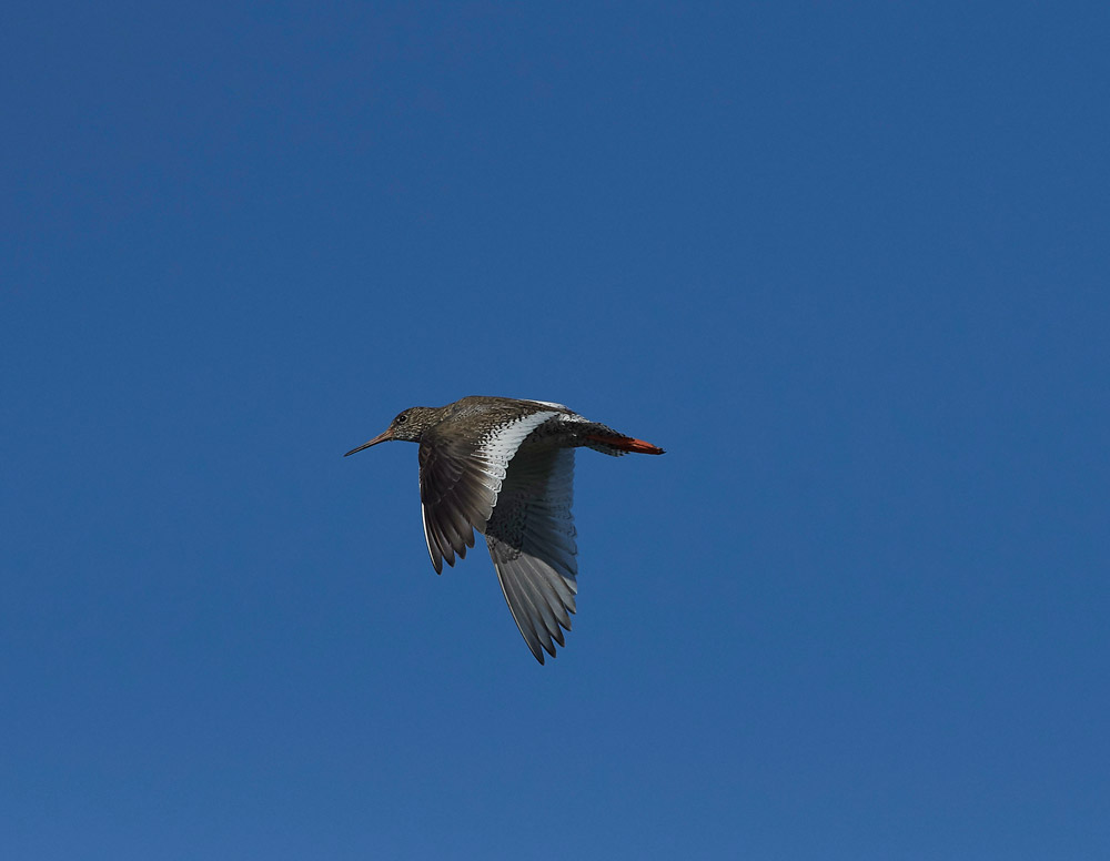 Redshank260517-3