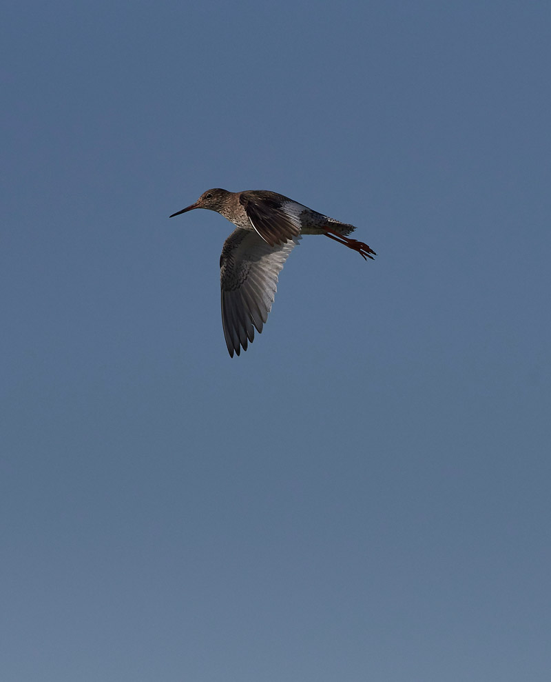 Redshank260517-4