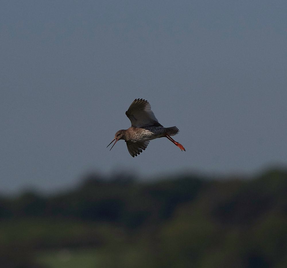 Redshank260517-5