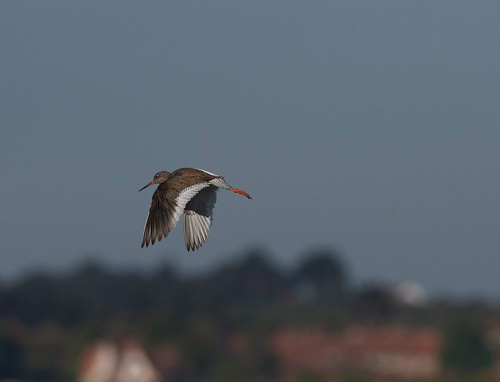 Redshank260517-6