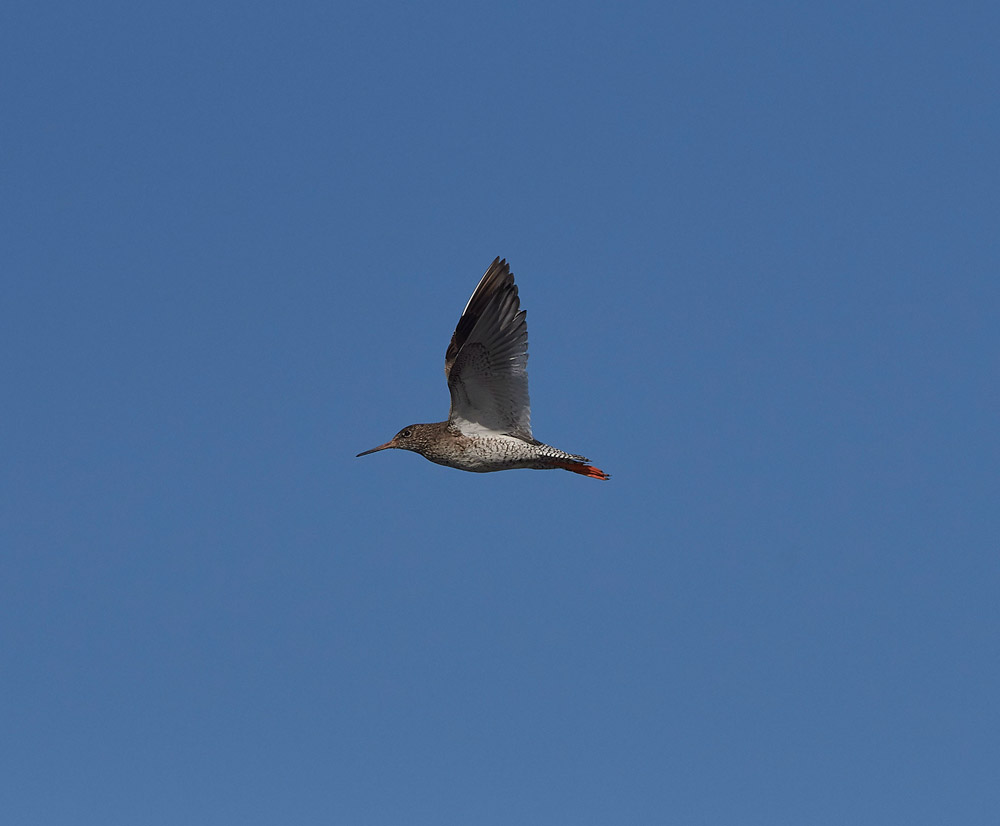 Redshank260517-7