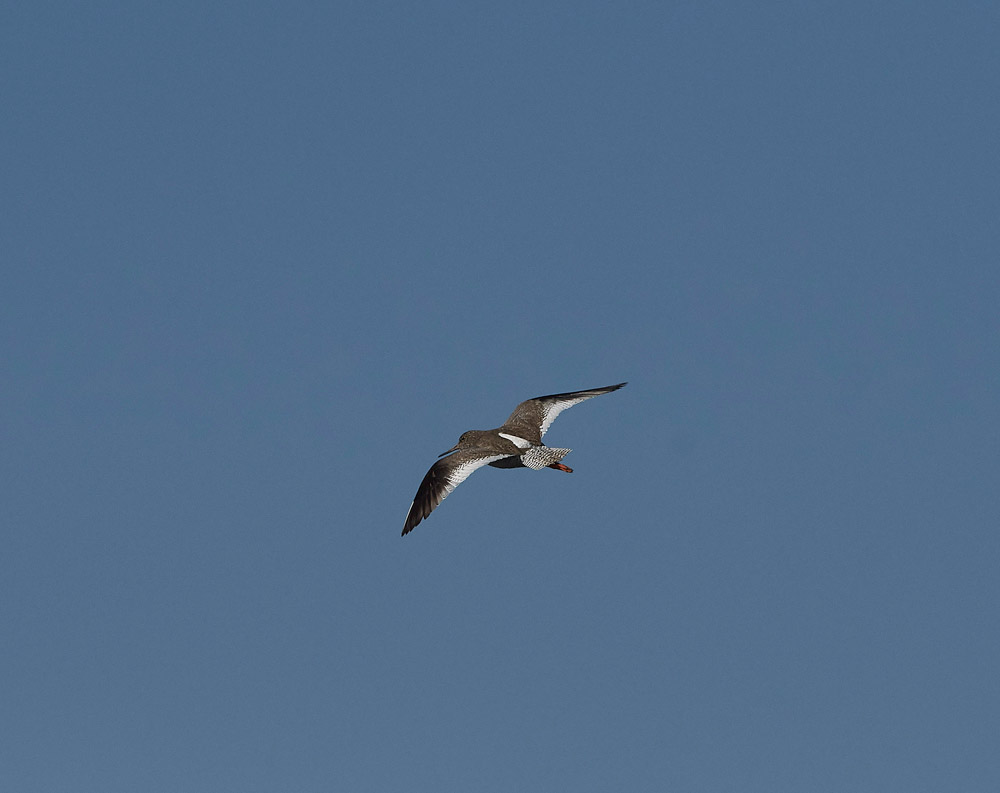 Redshank260517-8