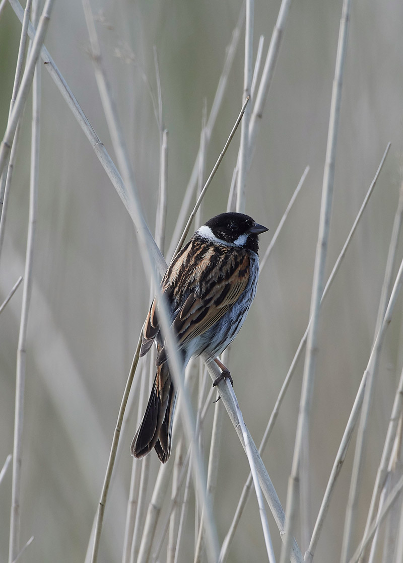 ReedBunting230517-3