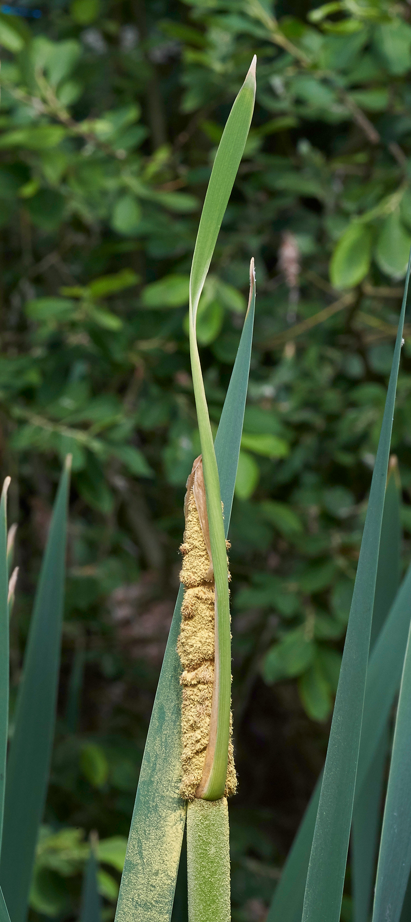 ReedMace240617-1