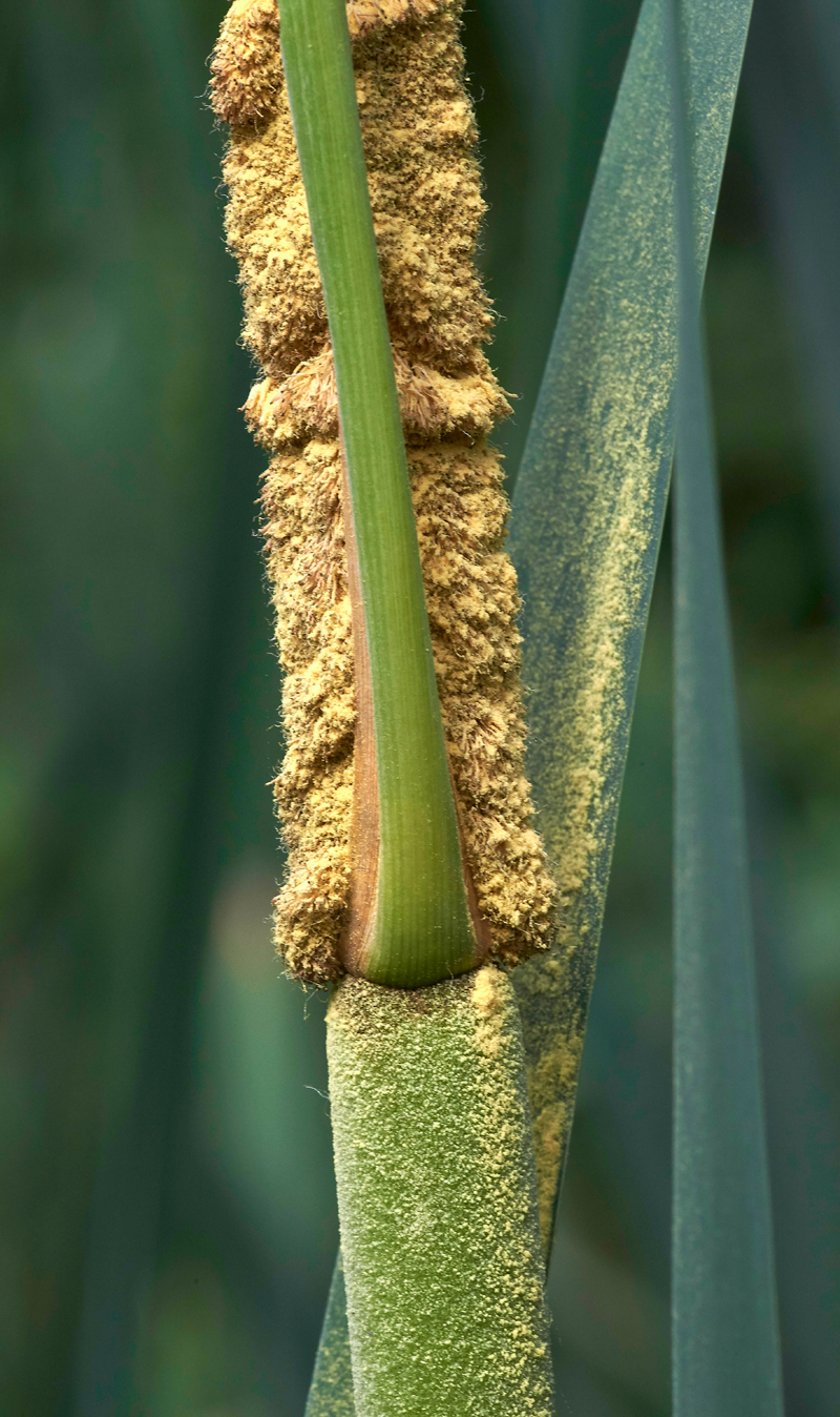 ReedMace240617-2