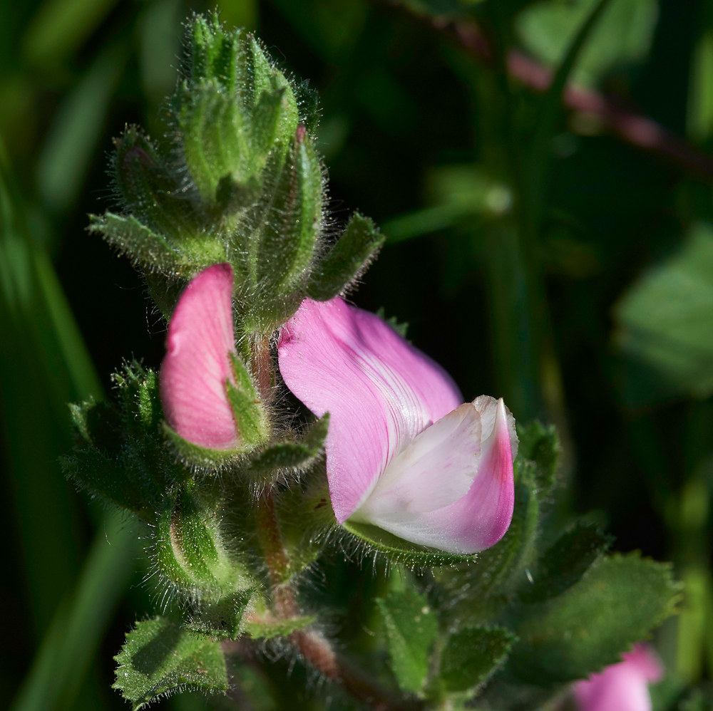 RestHarrow170617-1