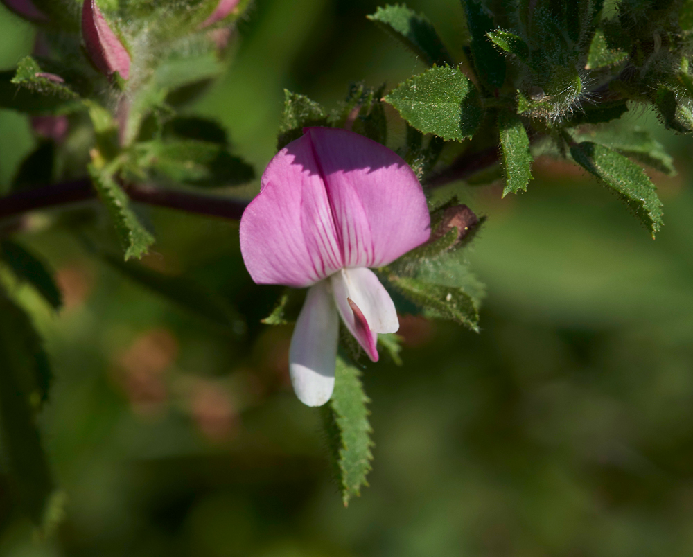 RestHarrow170617-2