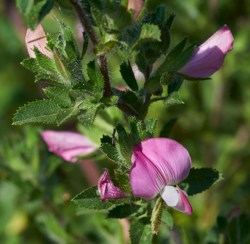 RestHarrow170617-3