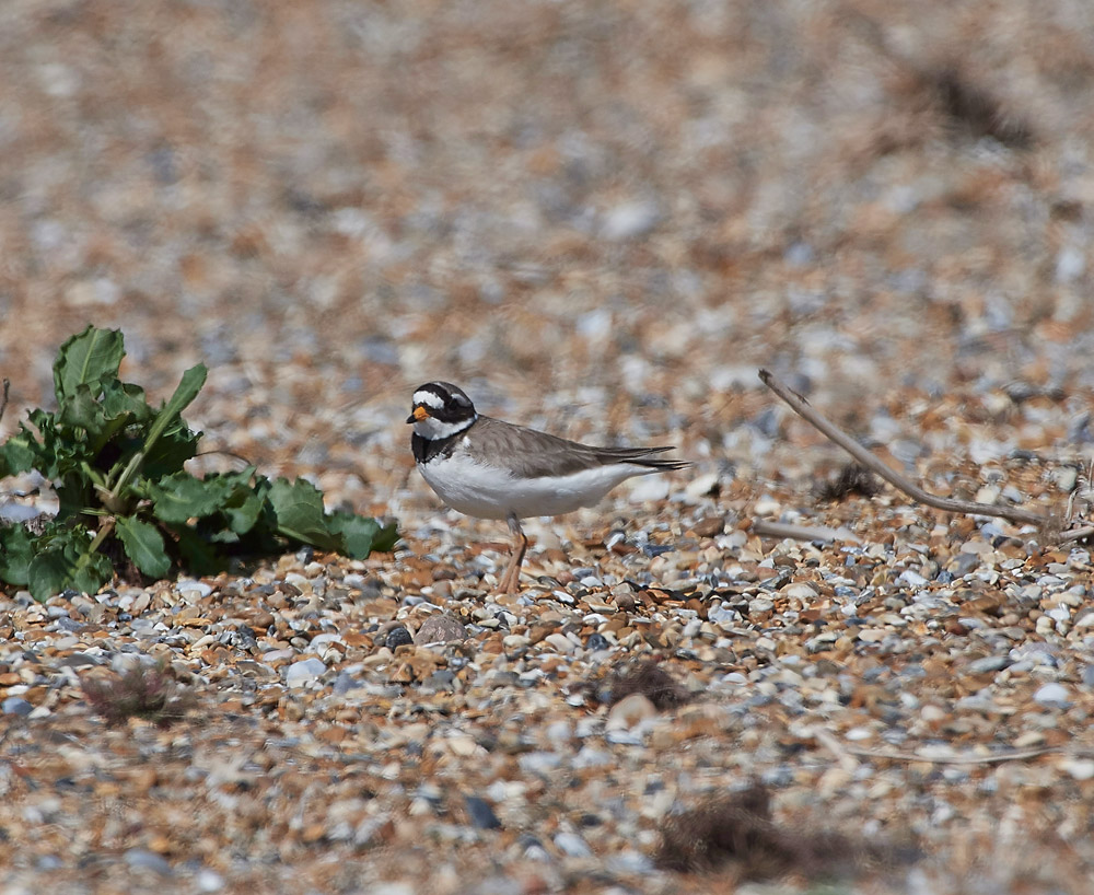 RingedPlover260517-3