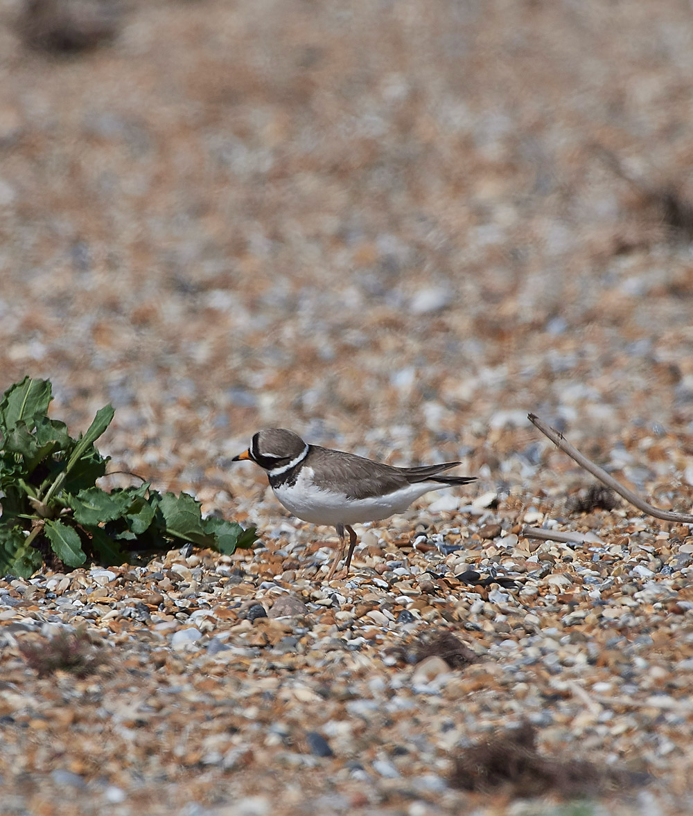 RingedPlover260517-4