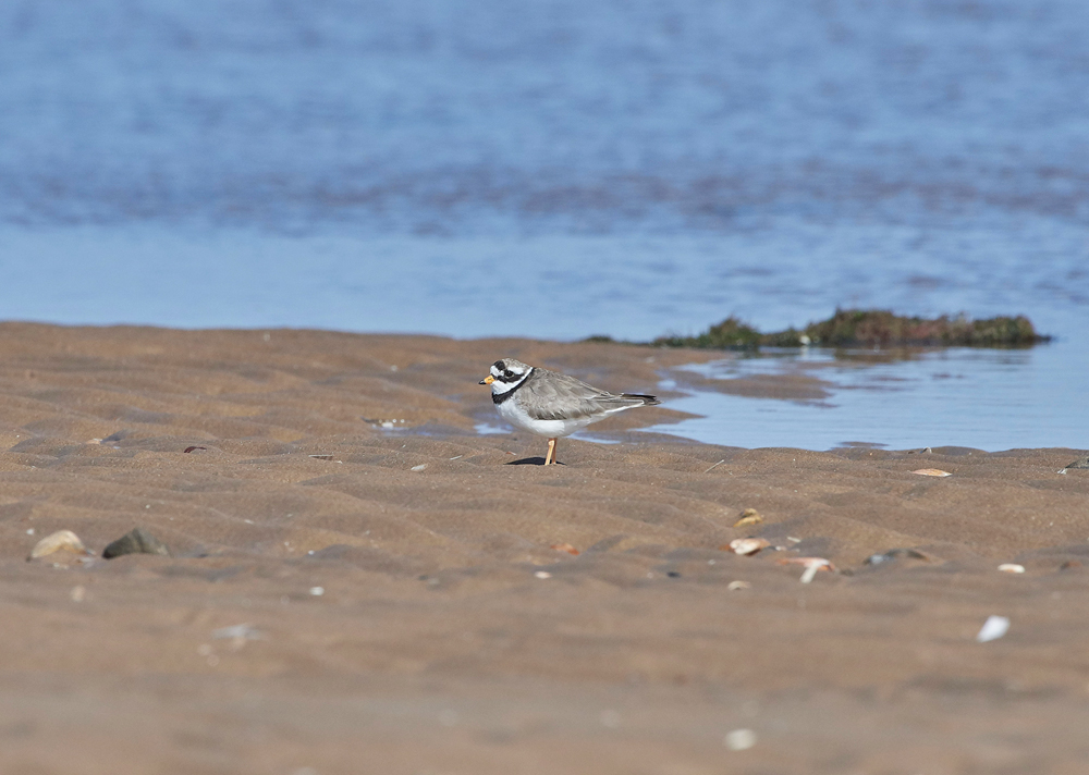 RingedPlover280717-1