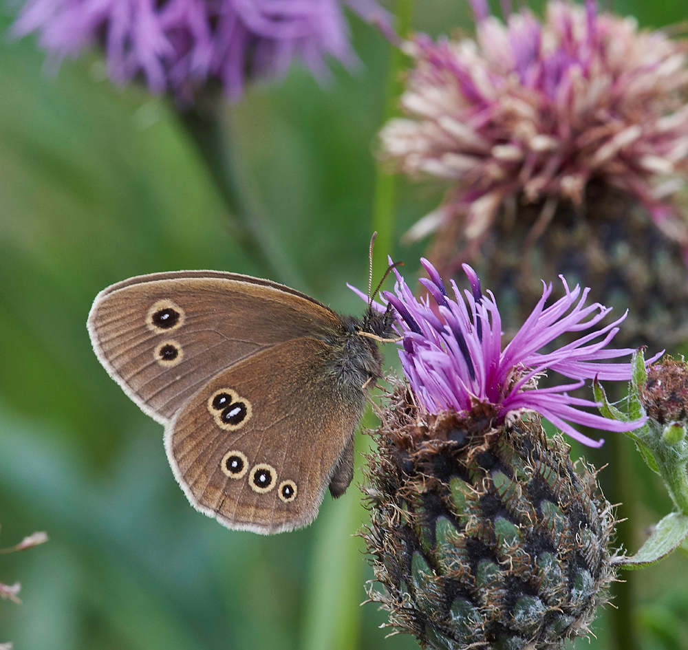 Ringlet030717-1